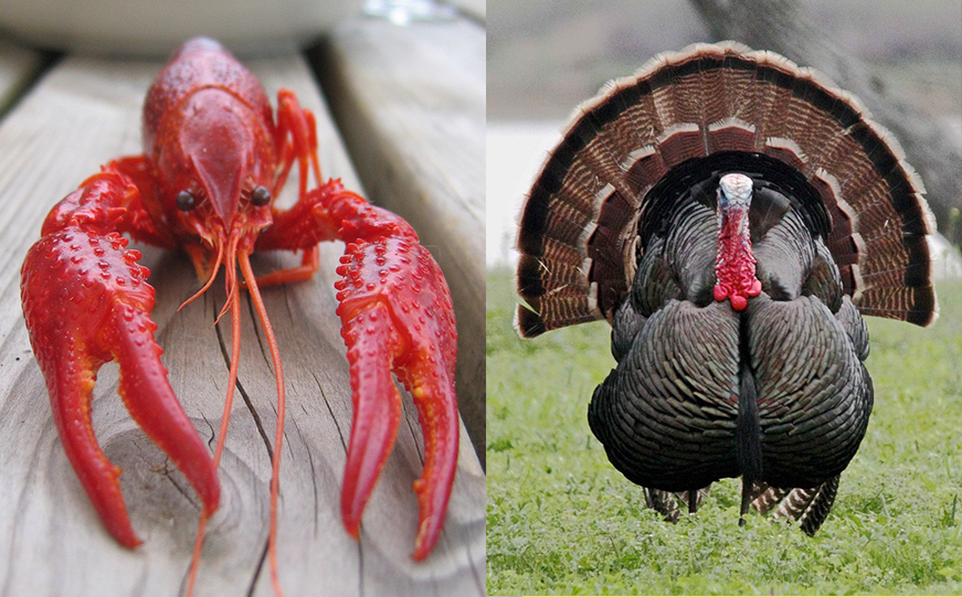 To Avoid Commoditization, Look to the Lobsters and Turkeys